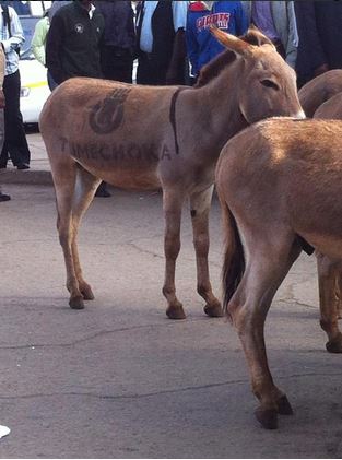 Tumechoka Donkeys