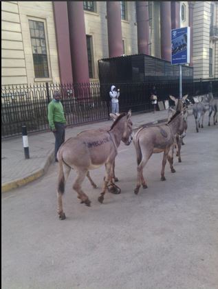 Tumechoka Donkeys