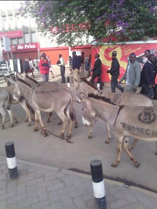 Tumechoka Donkeys