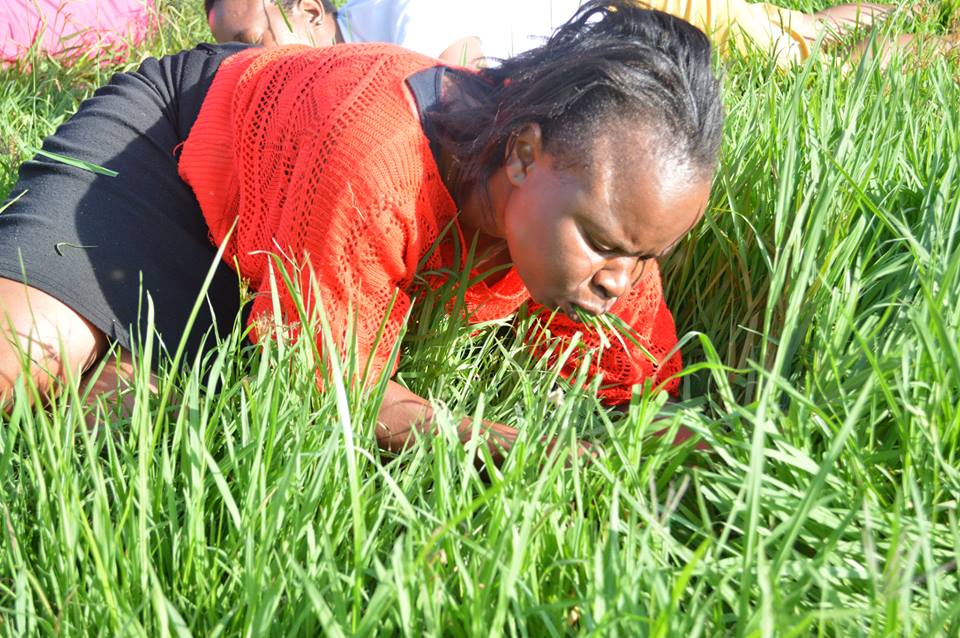 People eating grass