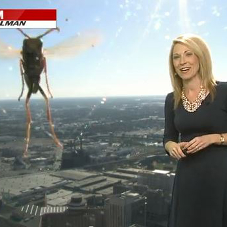 Weather girl attacked by bee