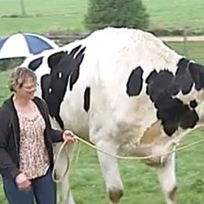 world's tallest cow