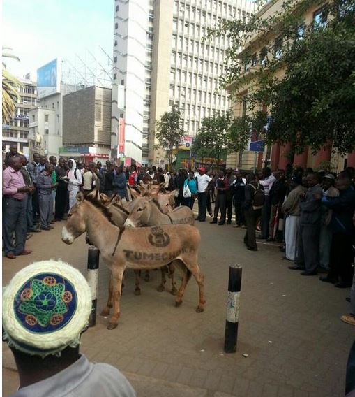 Tumechoka Donkeys