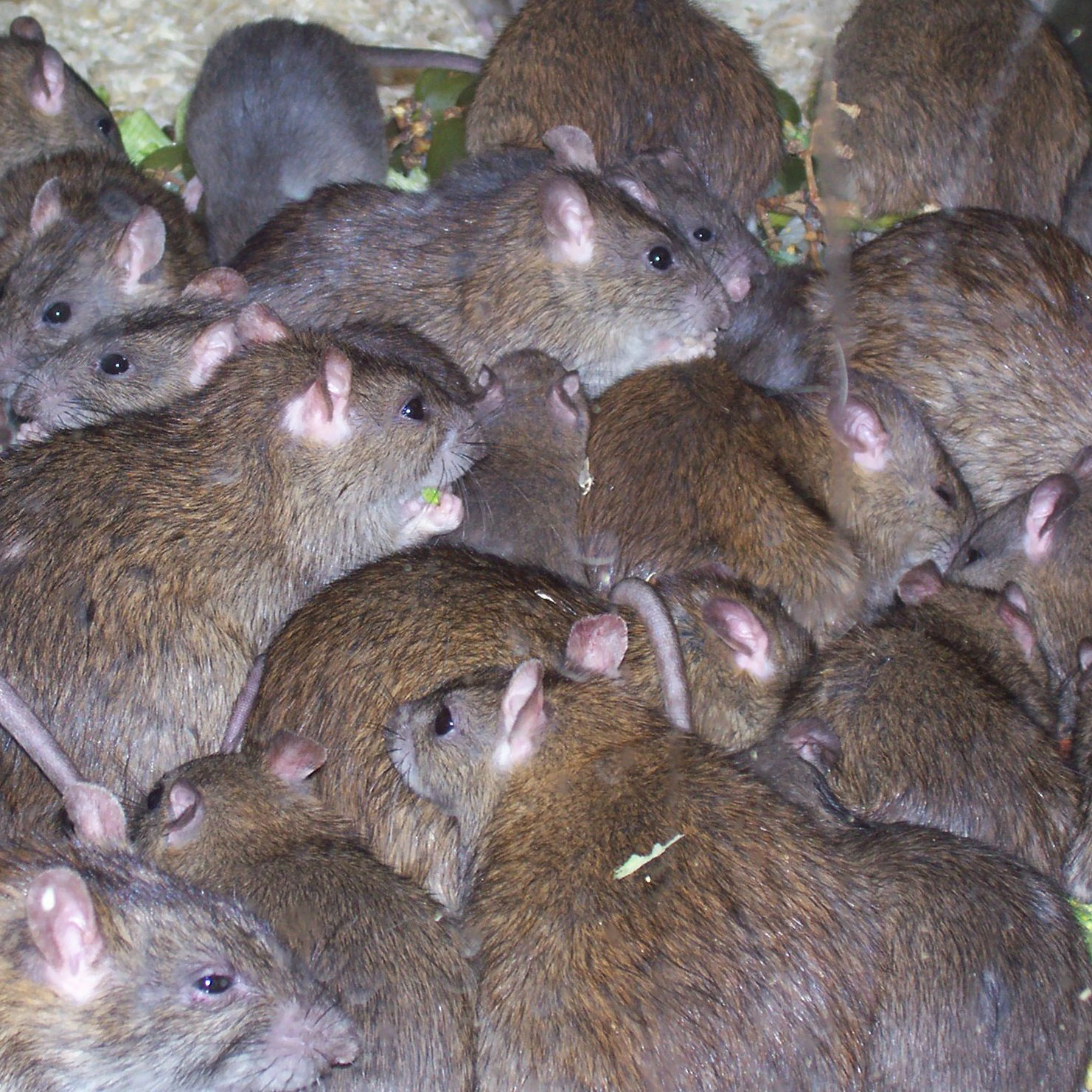 Rat invasion