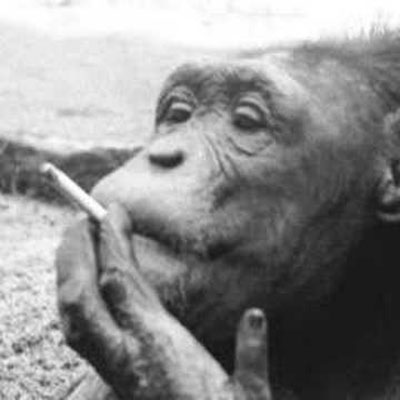 Sebastian the smoking chimp