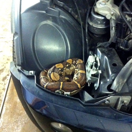 Snake in car