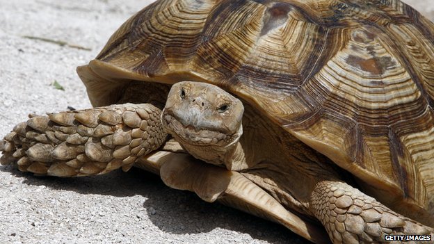 Aggressive tortoise