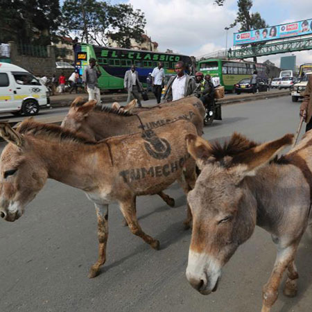 Donkeys used in 'Tumechoka' campaign