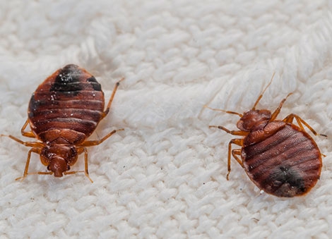 Bedbugs