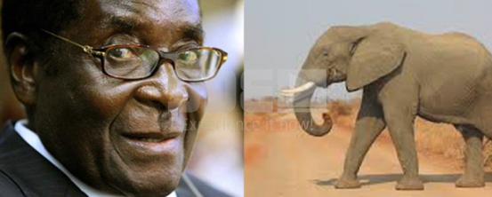 Mugabe, elephant