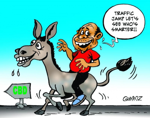 Donkey cartoon illustration