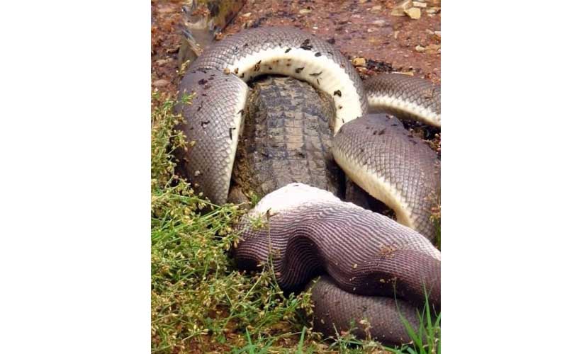 snake eats crocodile and explodes