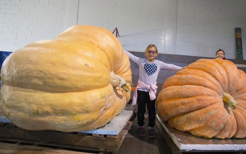 World’s heaviest pumpkin weighs 911kg The Standard Entertainment